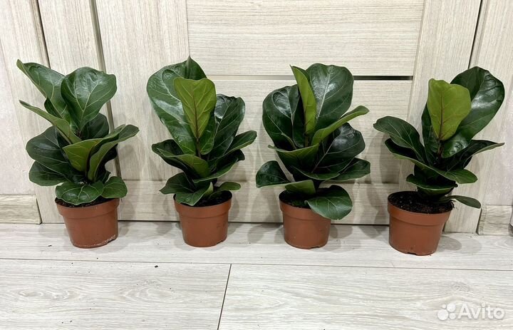 Фикус лирата бамбино