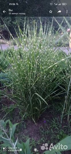 Мискантус Зебрина