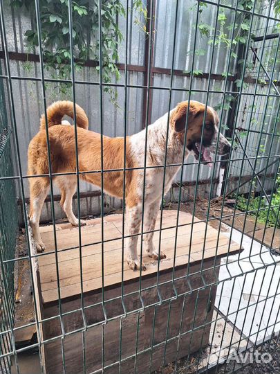 Пристроить в добрые руки Собак