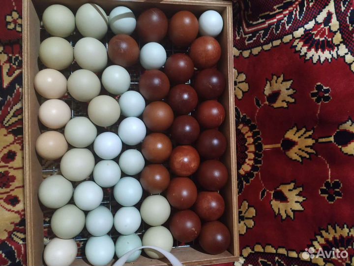 Инкубационное яйцо