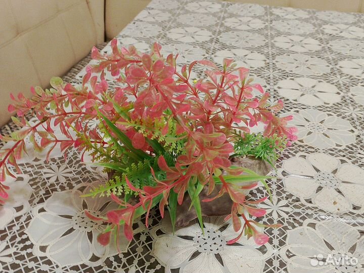 Растения, декор, рыбки