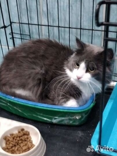 Шикарный Пушок в добрые ручки