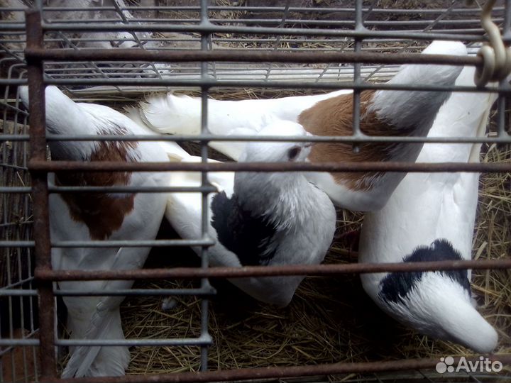 Продажа голубей