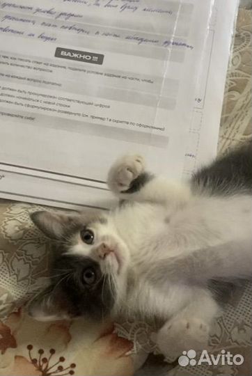 Котята в добрые руки