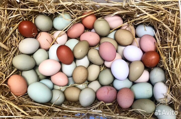 Яйцо инкубационное цветное (Доминант), цыплята