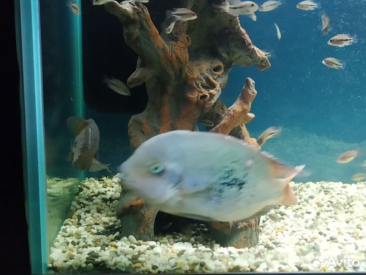 Рыбки вьеха