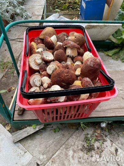 Белые грибы свежие