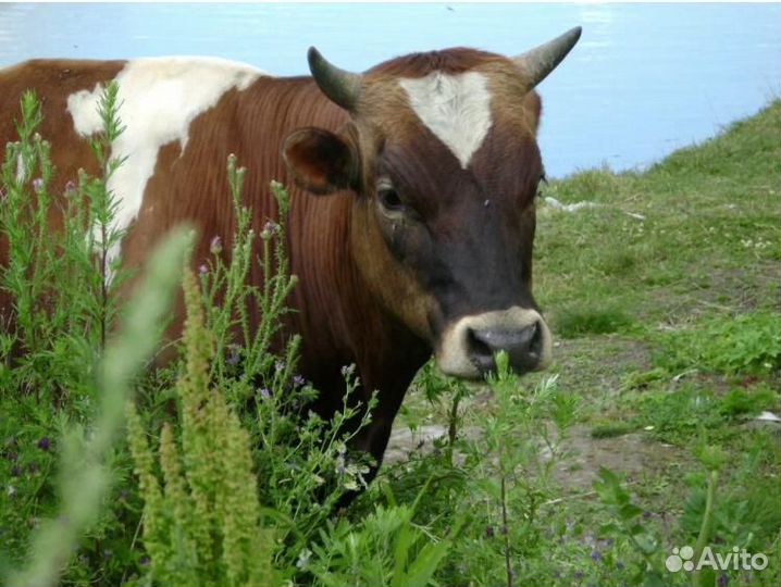Продам быков и коров на мясо