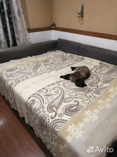 Кот Семён в добрые руки
