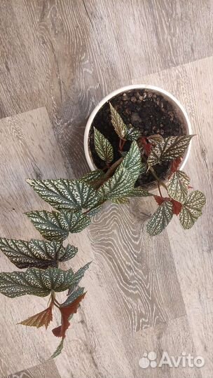 Бегония вечноцветущая