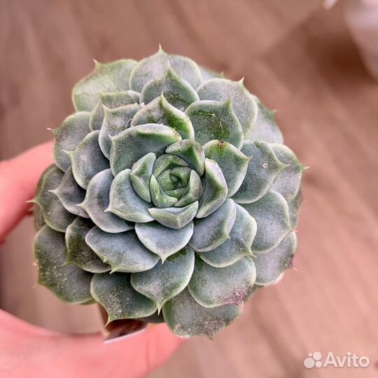 Суккуленты. Эхеверии