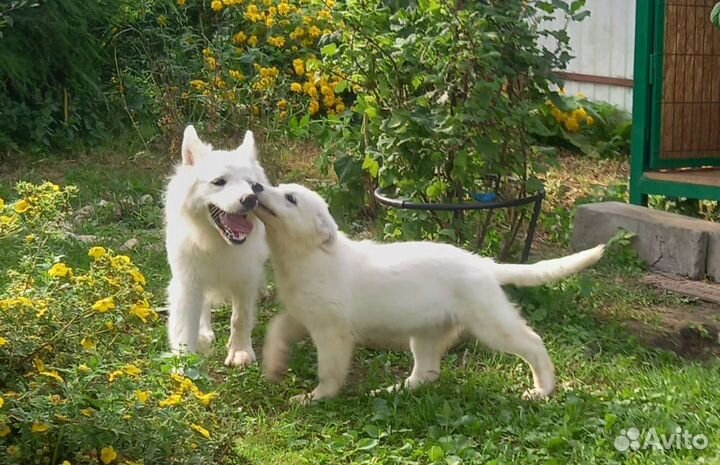 Щенки белой швейцарской овчарки