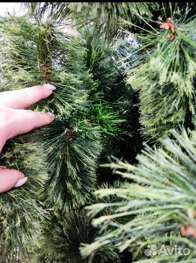 Сосна искусственная бу