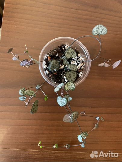 Церопегия Вуда