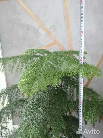 Араукария, взрослое растение