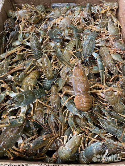 Раки Свежайшие