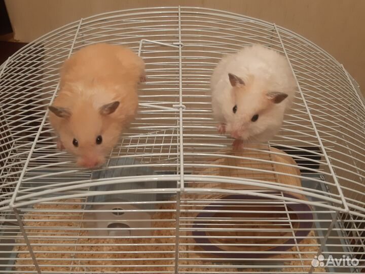 Сирийский хомяк