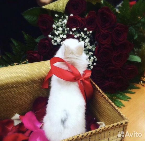 Лучший подарок-Царский Кролик