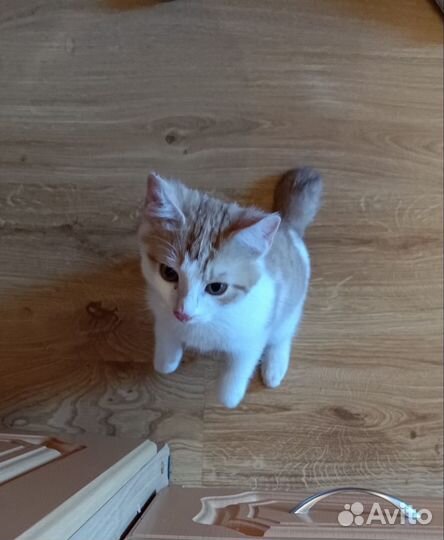 Котята в дар