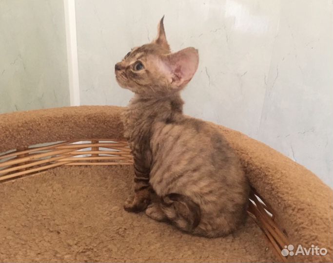 Девон рекс Полосатое Чудо кошечка
