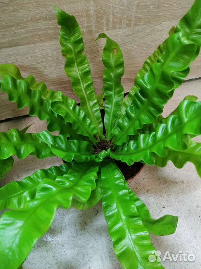 Папоротник асплениум