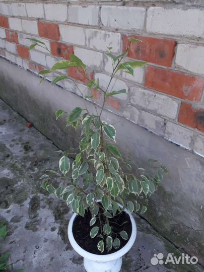 Фикус беджамина(Полосатый)