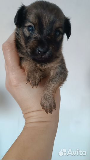 Той-терьер щенки