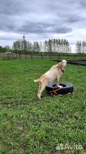 Козел на вязку