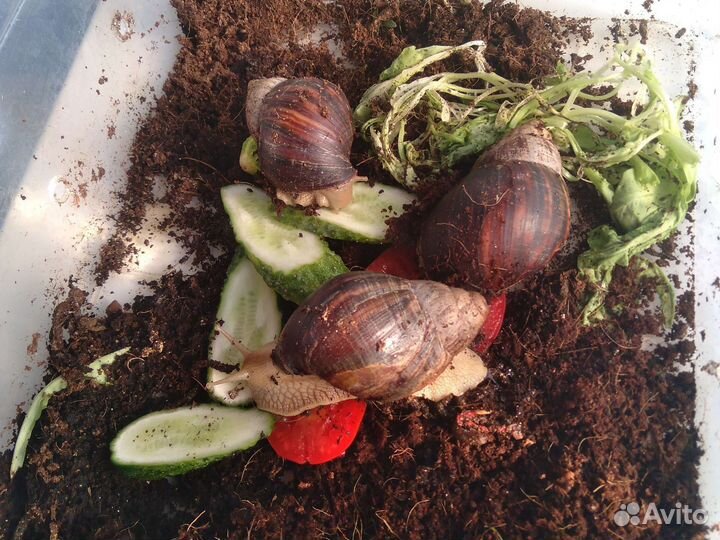 Улитки ахатины