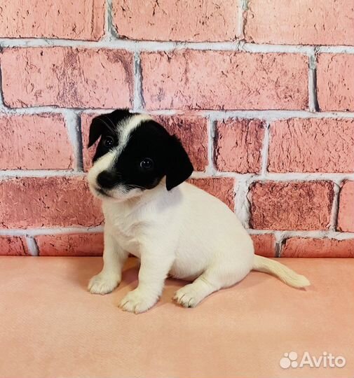 Джек Рассел терьер