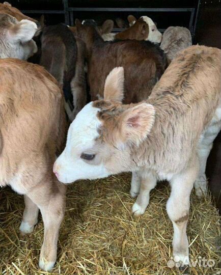 Телята бычки