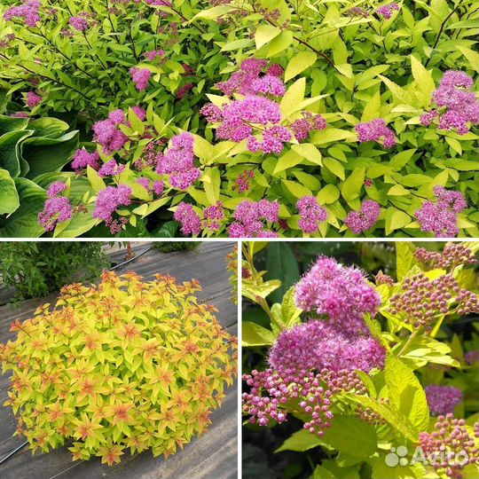 Декоративные саженцы спиреи