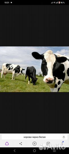 Продам корову