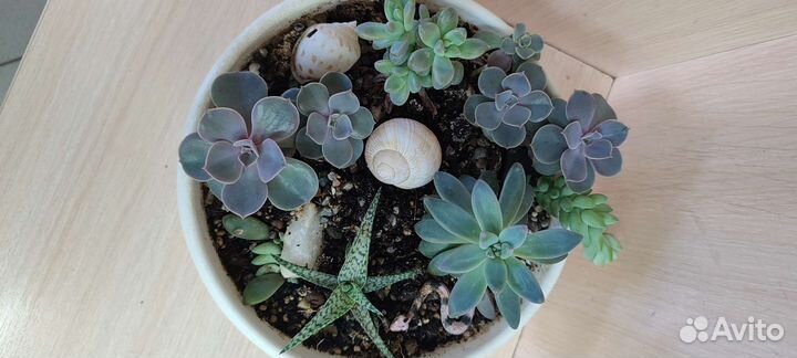 Суккуленты и кактус