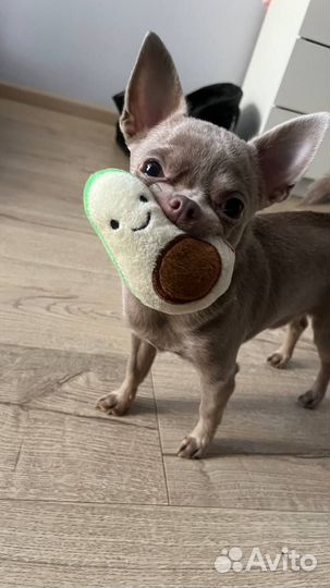 Вязка чихуахуа