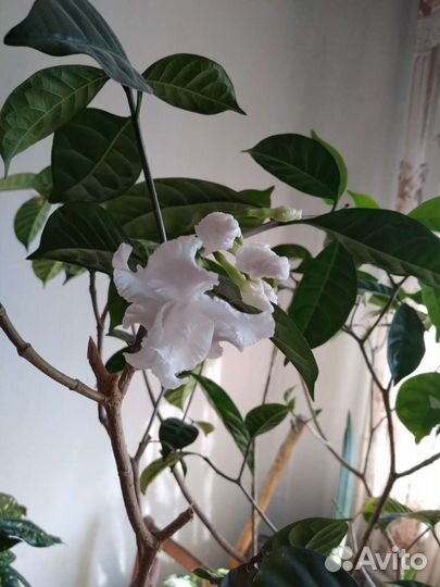 Табернемонтана