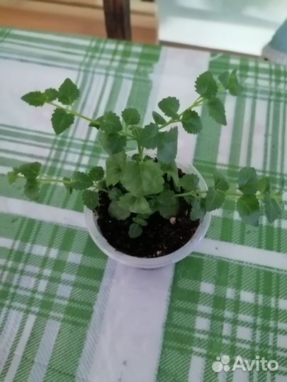 Бакопа ампельная