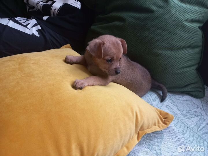 Щенок той-терьер