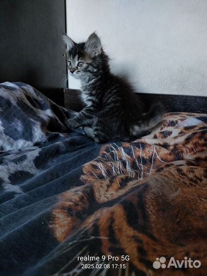 Курильский бобтейл