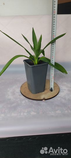 Комнатные цветы юкка