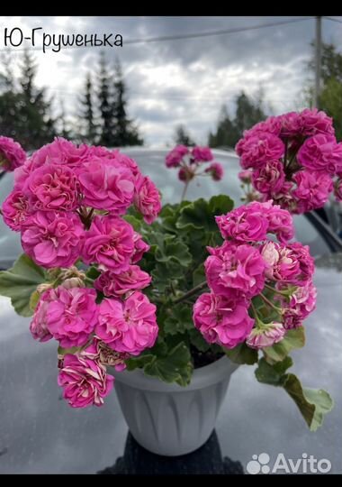 Пеларгонии коллекционные сорта