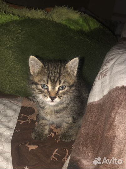 Котенок-мальчик