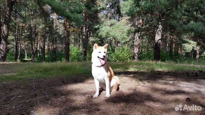 Выгульщик собак с 14 лет
