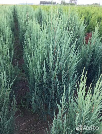 Можжевельник