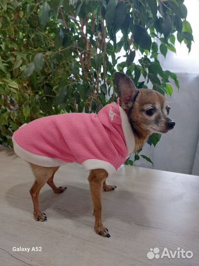 Одежда для собак