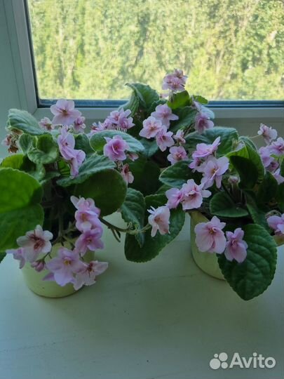 Фиалки обмен