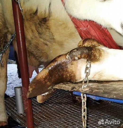 Обрезка копыт крс