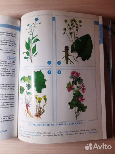 Большая энциклопедия народной медицины