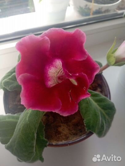 Глоксиния цветущая