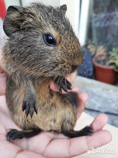 Морские свинки американский тедди